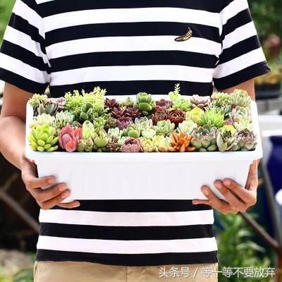 悄悄的告诉你 这9款植物放在客厅 不仅好看 关键是旺财