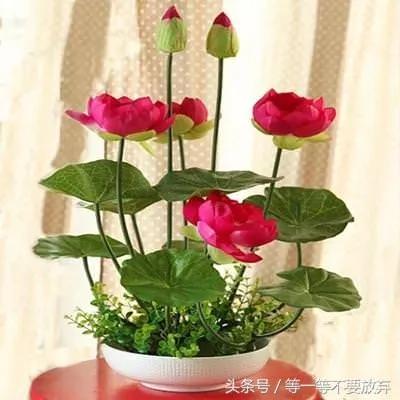 悄悄的告诉你 这9款植物放在客厅 不仅好看 关键是旺财
