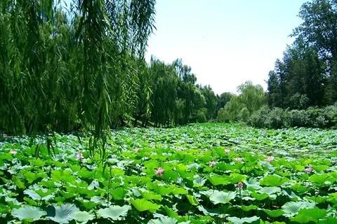清华园里的百日武斗