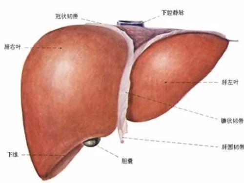 百病从肝治起 肝好身体更好(受益非浅!)