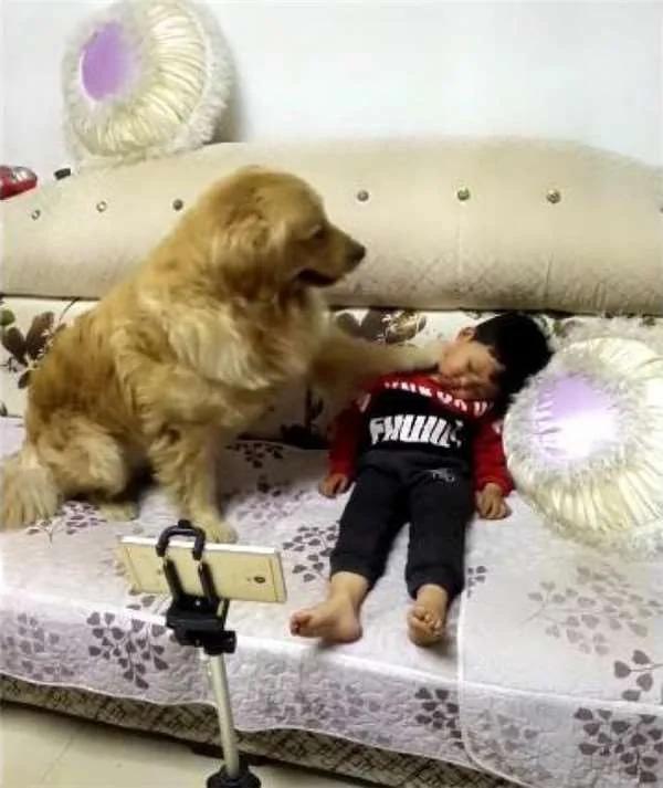 黄金猎犬发现小主人进入梦乡了 用脚摸摸他 下一秒的举动还暖到爆炸!