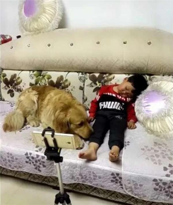 黄金猎犬发现小主人进入梦乡了 用脚摸摸他 下一秒的举动还暖到爆炸!