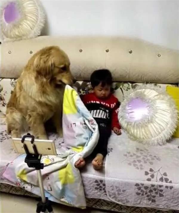 黄金猎犬发现小主人进入梦乡了 用脚摸摸他 下一秒的举动还暖到爆炸!