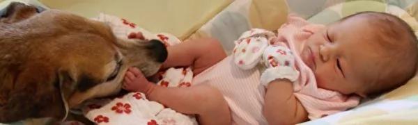 主人怀孕6周瞒不过比格犬 它也太开心了!