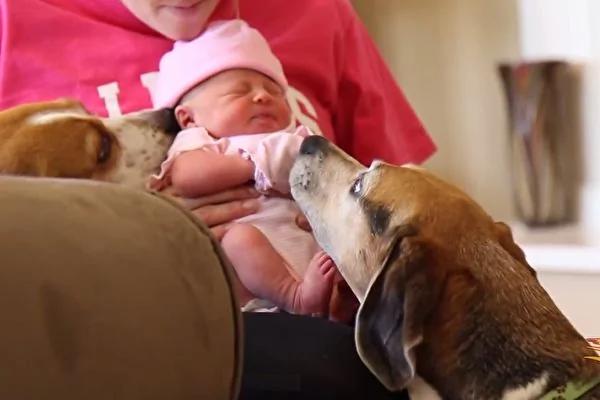 主人怀孕6周瞒不过比格犬 它也太开心了!