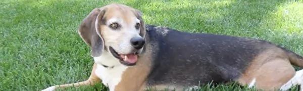 主人怀孕6周瞒不过比格犬 它也太开心了!