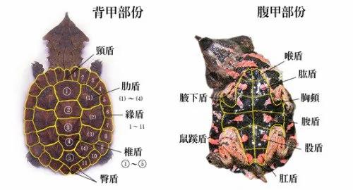 大开眼界!乌龟壳内的构造和你想的很不一样