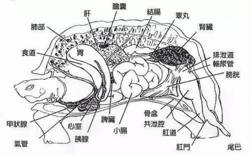 大开眼界!乌龟壳内的构造和你想的很不一样