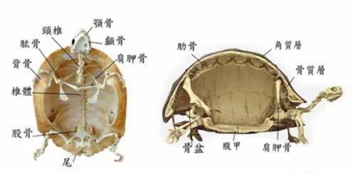 大开眼界!乌龟壳内的构造和你想的很不一样