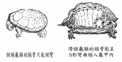 大开眼界!乌龟壳内的构造和你想的很不一样
