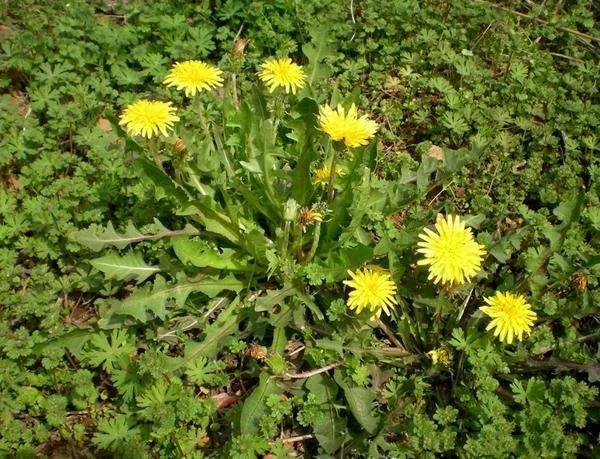农村不常见的野菜,有一种名字最奇葩叫雷公屎!