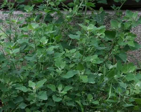 农村不常见的野菜,有一种名字最奇葩叫雷公屎!
