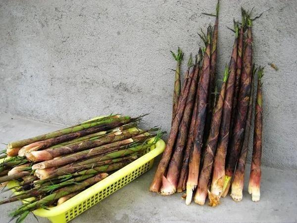 农村不常见的野菜,有一种名字最奇葩叫雷公屎!