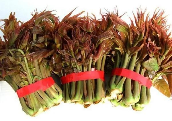 农村不常见的野菜,有一种名字最奇葩叫雷公屎!