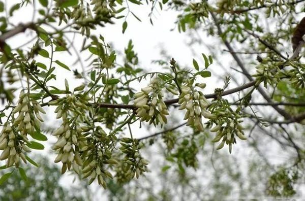 农村不常见的野菜,有一种名字最奇葩叫雷公屎!
