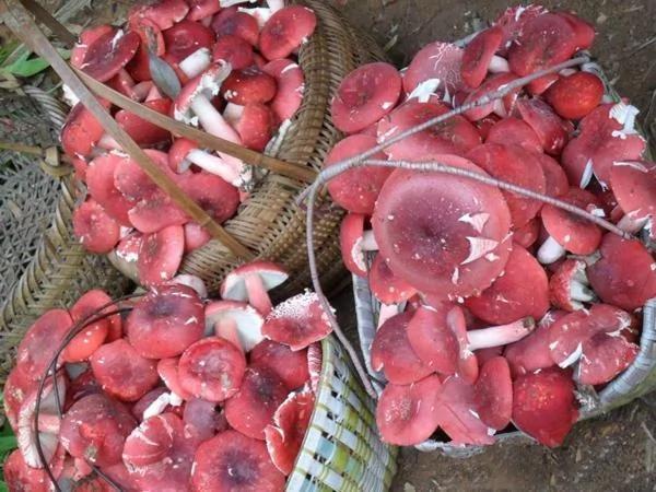 农村不常见的野菜,有一种名字最奇葩叫雷公屎!
