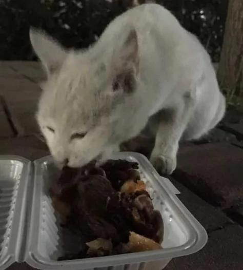 猫的报恩!这只猫咪竟然以“这样的方式”报恩于他!