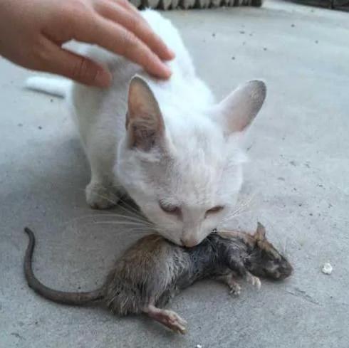 猫的报恩!这只猫咪竟然以“这样的方式”报恩于他!