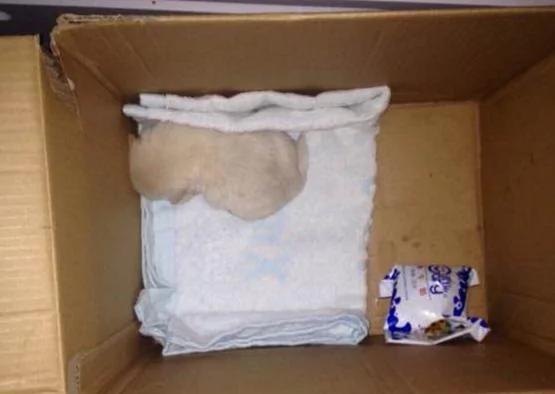 收养了一只小狗狗 我从不后悔带它回家!但我最后却不得不将它安乐死…