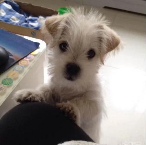 收养了一只小狗狗 我从不后悔带它回家!但我最后却不得不将它安乐死…