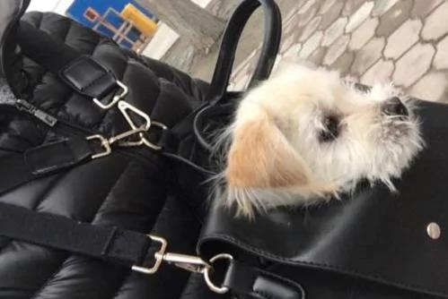收养了一只小狗狗 我从不后悔带它回家!但我最后却不得不将它安乐死…
