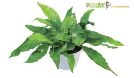 盆栽界的“超级负离子机”!家里只要养一盆●● 就能把坏空气吸光光