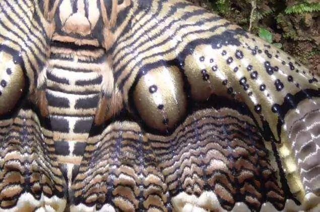 男子山上发现诡异生物 走进一看吓了一跳