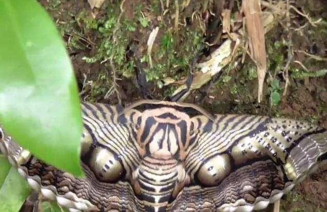 男子山上发现诡异生物 走进一看吓了一跳