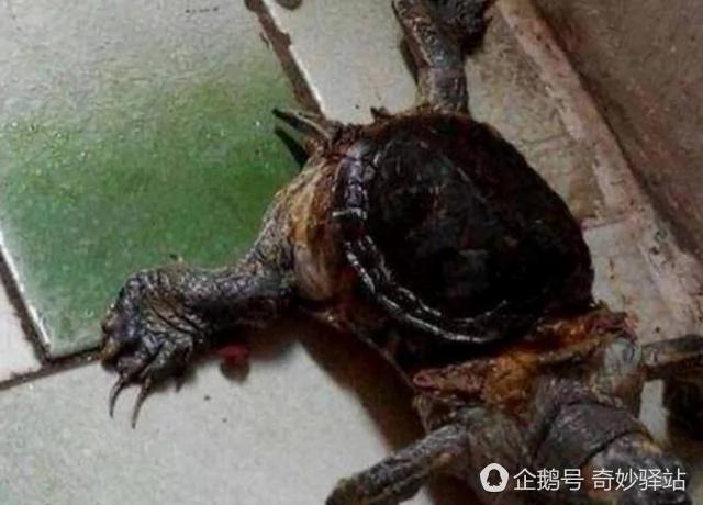老太养乌龟10年 却发现它越长越离谱