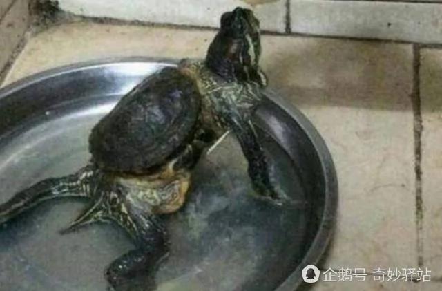 老太养乌龟10年 却发现它越长越离谱