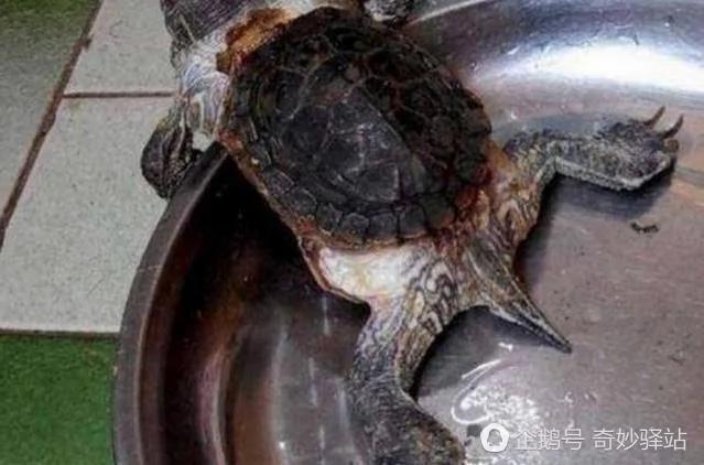 老太养乌龟10年 却发现它越长越离谱