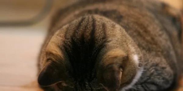 猫猫真情道歉的模样…萌到会让人禁不住会原谅它!日本疯传猫猫“道歉寝”照