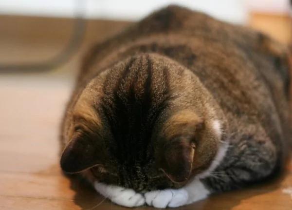 猫猫真情道歉的模样…萌到会让人禁不住会原谅它!日本疯传猫猫“道歉寝”照