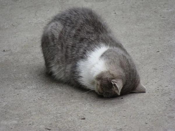 猫猫真情道歉的模样…萌到会让人禁不住会原谅它!日本疯传猫猫“道歉寝”照