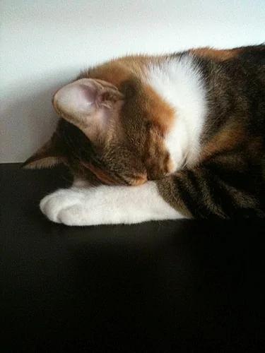 猫猫真情道歉的模样…萌到会让人禁不住会原谅它!日本疯传猫猫“道歉寝”照