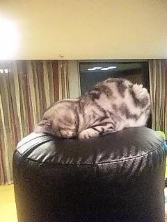 猫猫真情道歉的模样…萌到会让人禁不住会原谅它!日本疯传猫猫“道歉寝”照