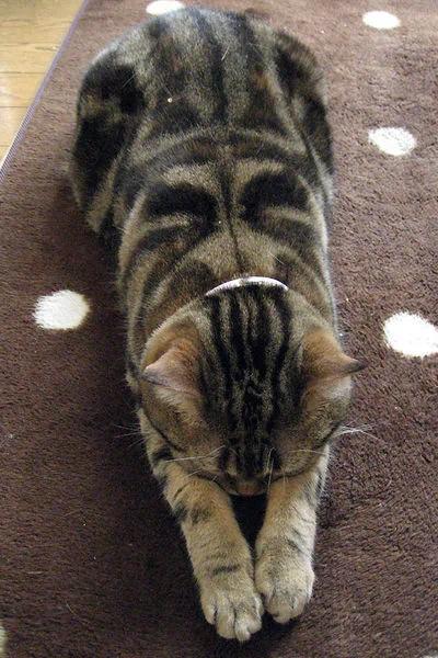 猫猫真情道歉的模样…萌到会让人禁不住会原谅它!日本疯传猫猫“道歉寝”照