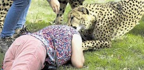 女子突然被猎豹撕咬 丈夫竟还拍照留念