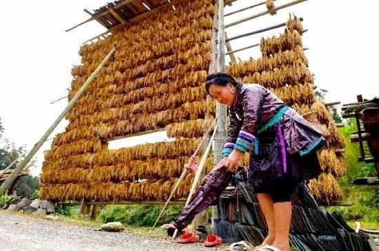 秘境之地 贵州小村700年来不外嫁不外娶