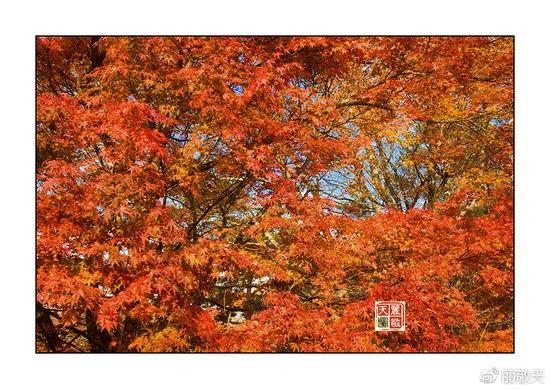 日本:史上最好的山梨秋色自由行攻略