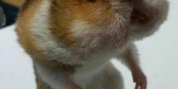 小仓鼠半夜起床狂偷东西吃 被主人抓包竟然还全部塞到嘴里 笑喷了!