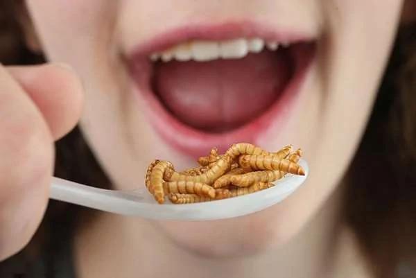 这条肥嘟嘟的绿毛虫 是虫虫界的黑马 成了昂贵的高档菜!