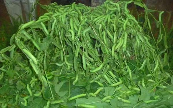 这条肥嘟嘟的绿毛虫 是虫虫界的黑马 成了昂贵的高档菜!