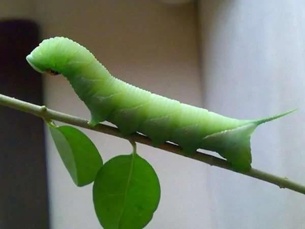 这条肥嘟嘟的绿毛虫 是虫虫界的黑马 成了昂贵的高档菜!
