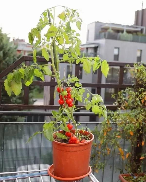学会这10个盆栽番茄的技巧 一盆就能结满几十个果子