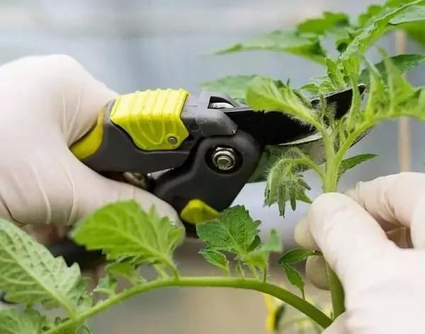 学会这10个盆栽番茄的技巧 一盆就能结满几十个果子
