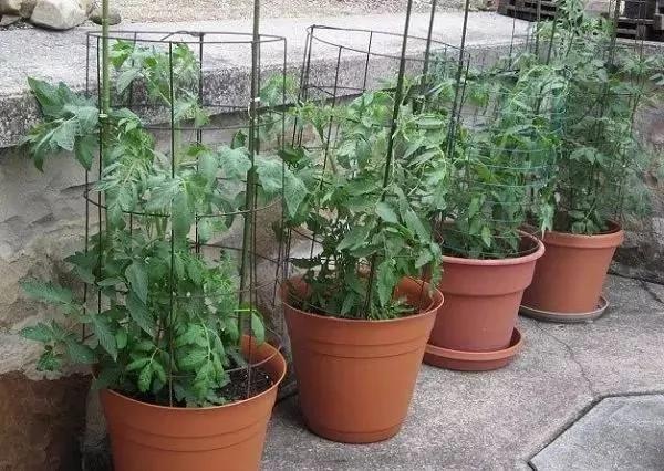 学会这10个盆栽番茄的技巧 一盆就能结满几十个果子