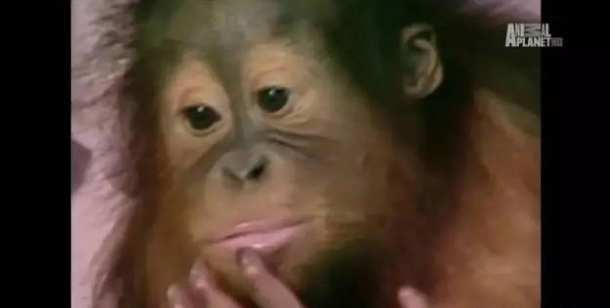 拥有人类的灵魂 却被囚禁30年的红毛猩猩抑郁离世了
