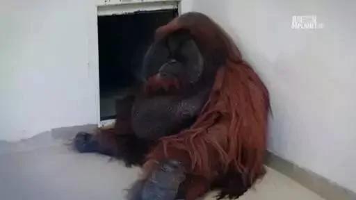 拥有人类的灵魂 却被囚禁30年的红毛猩猩抑郁离世了