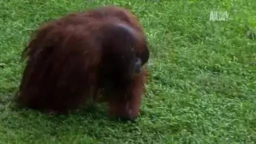 拥有人类的灵魂 却被囚禁30年的红毛猩猩抑郁离世了